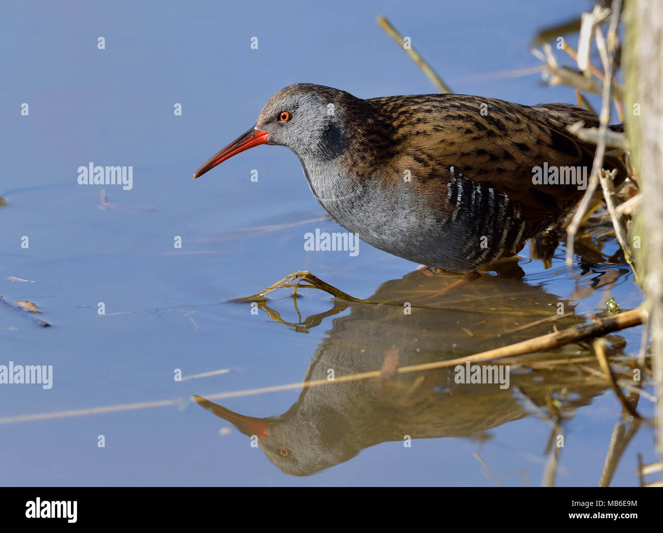 Acqua - Rail Rallus aquaticus in piedi in acqua con la riflessione Foto Stock