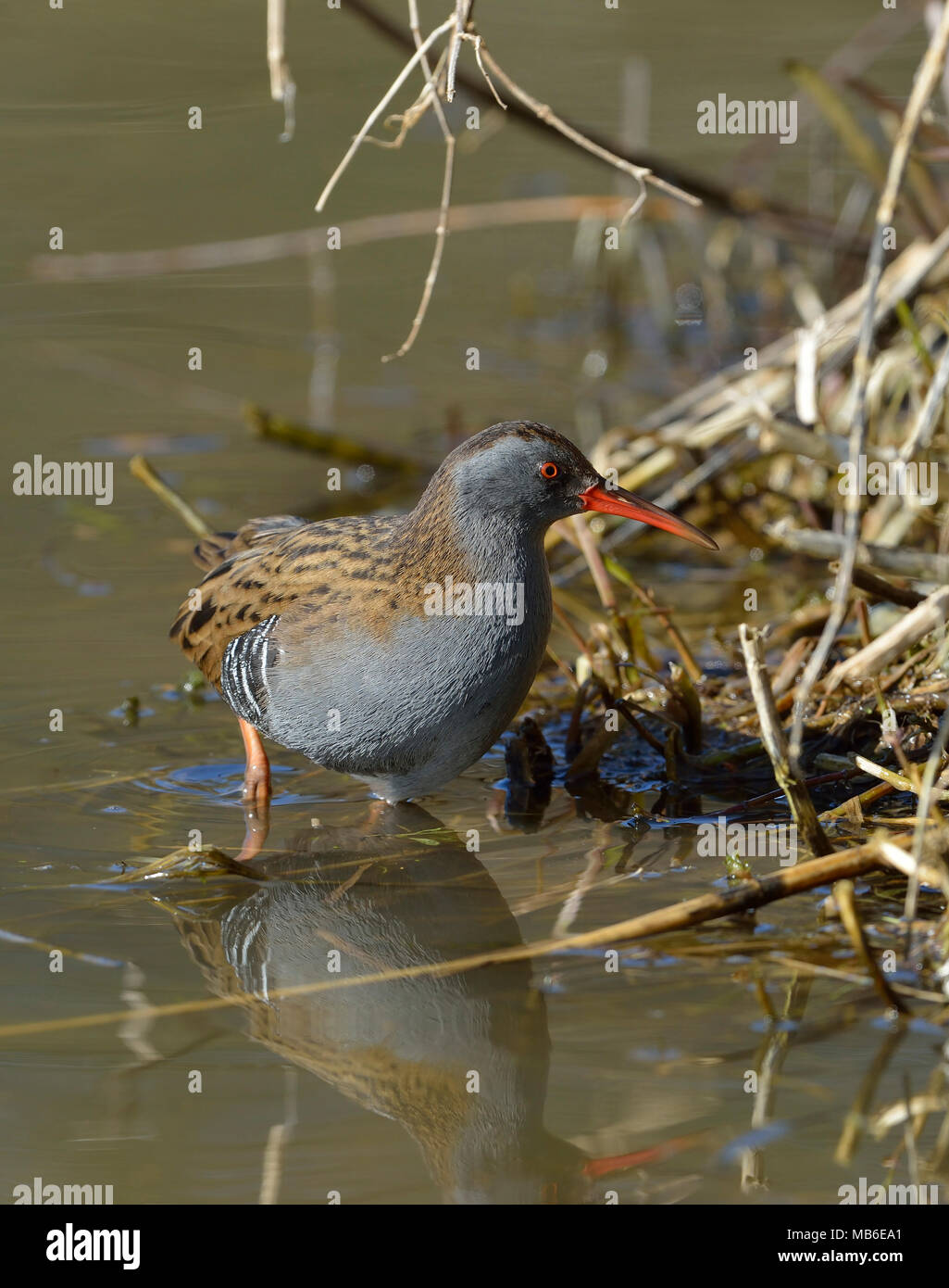 Acqua - Rail Rallus aquaticus alimentare a bordo dello stagno Foto Stock
