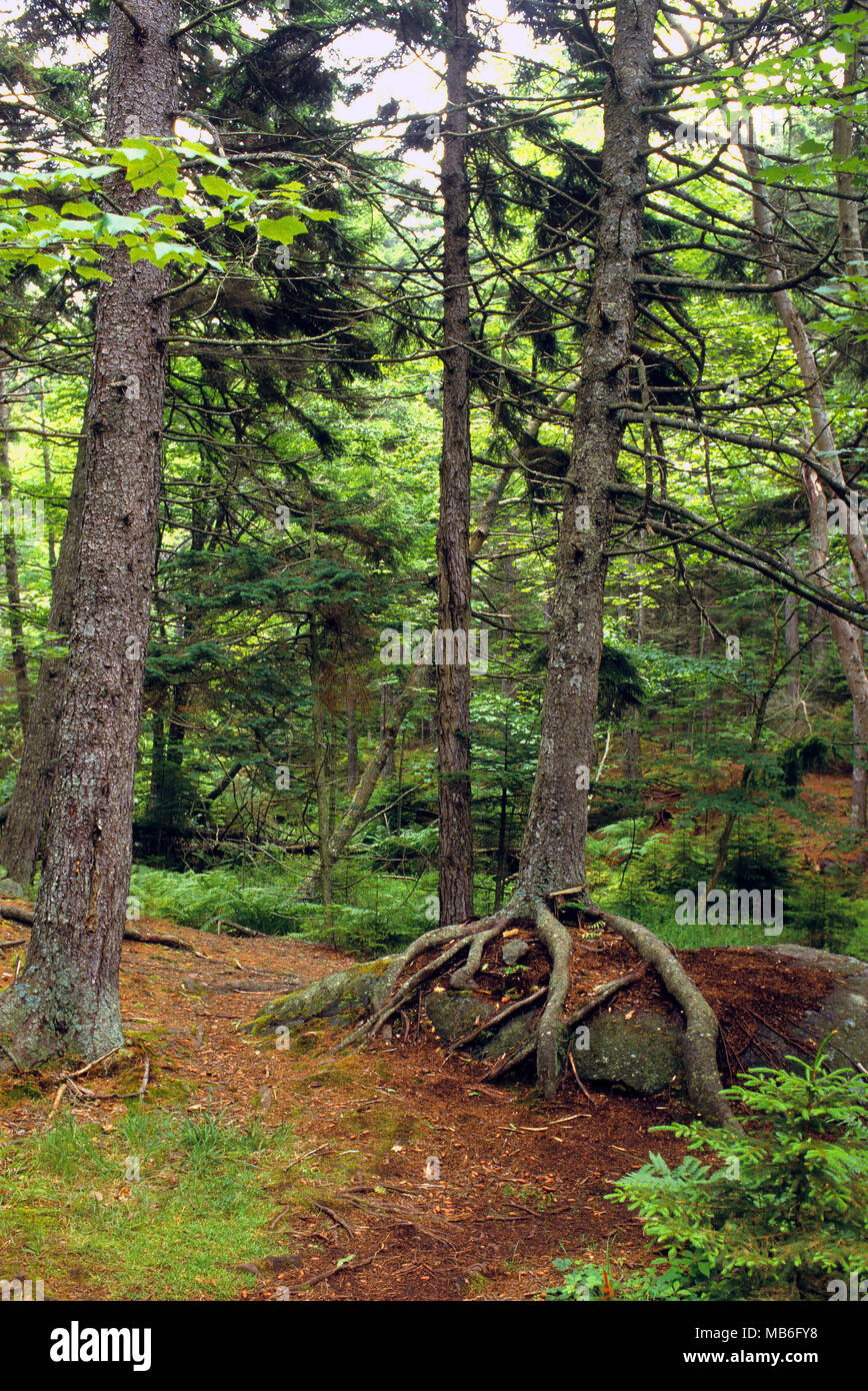 Un percorso di tagli attraverso la cattedrale di boschi su Monhegan Island, Maine Foto Stock