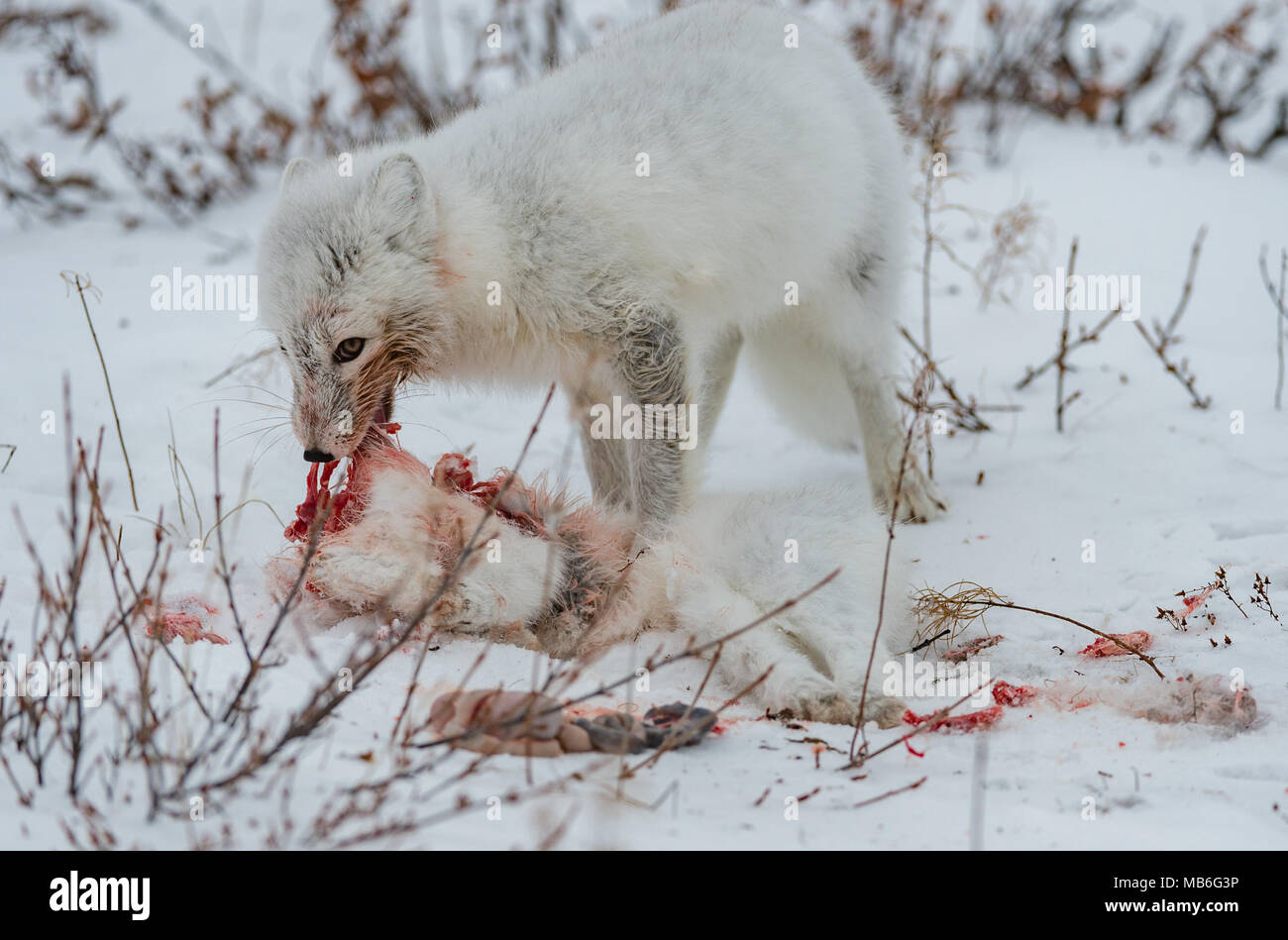 Il cannibalismo. Arctic Fox mangiando un altro Arctic Fox. Foto Stock