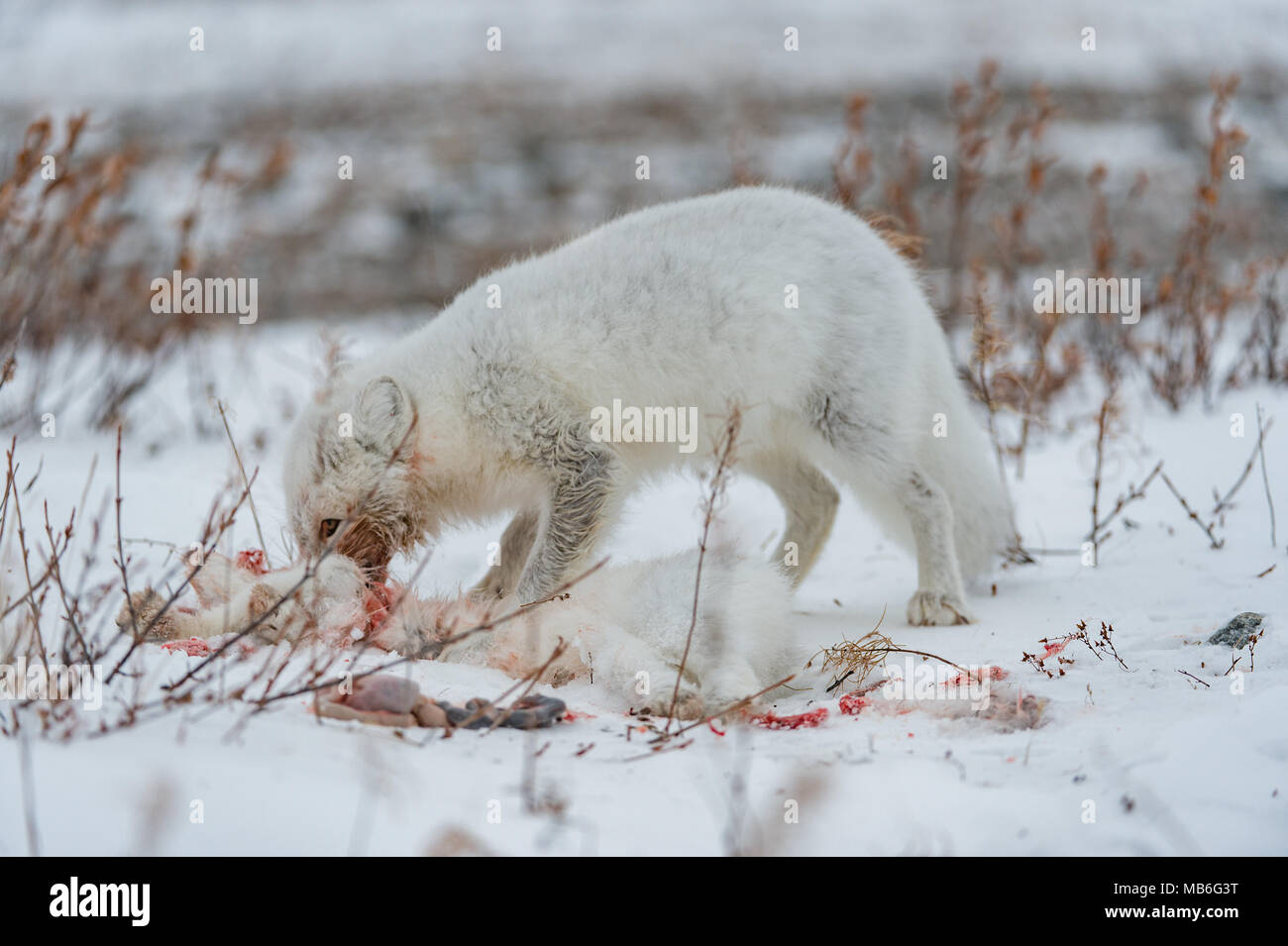 Il cannibalismo. Arctic Fox mangiando un altro Arctic Fox. Foto Stock