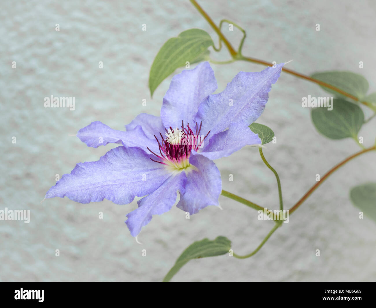 Bella Clematis Fiore in fiore Foto Stock