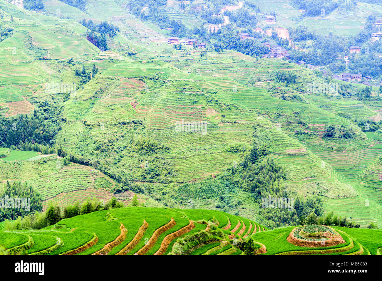 Longsheng terrazze di riso in Cina Foto Stock