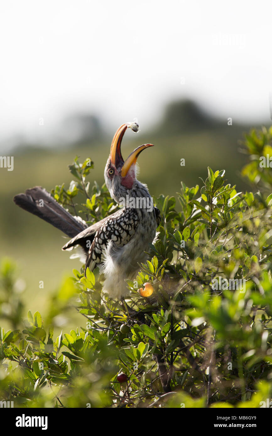 Southern Yellow-fatturati hornbill (Tockus leucomelas) alimentare nel Parco Nazionale di Hwange nello Zimbabwe. L'uccello è mangiare semi e frutta. Foto Stock