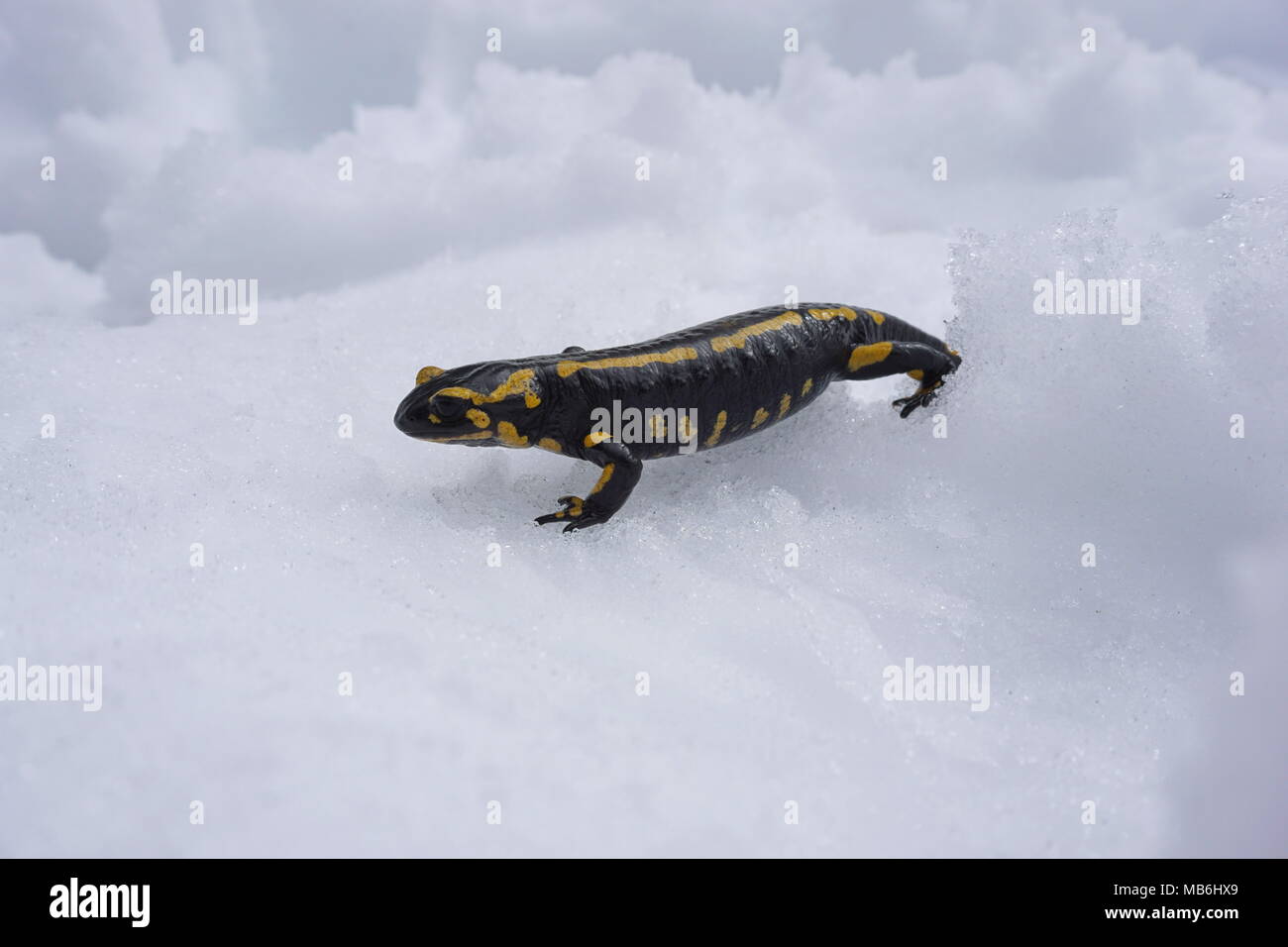 Una salamandra pezzata nella neve, Salamandra salamandra, Massif des Alberes, Pirenei orientali, Francia Foto Stock
