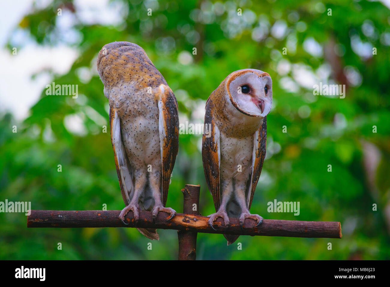 Close up Barbagianni / Tyto alba dall' Indonesia Foto Stock