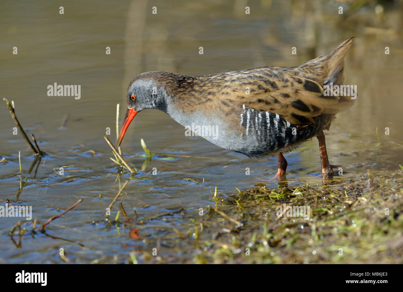 Acqua - Rail Rallus aquaticus alimentare a bordo dello stagno Foto Stock