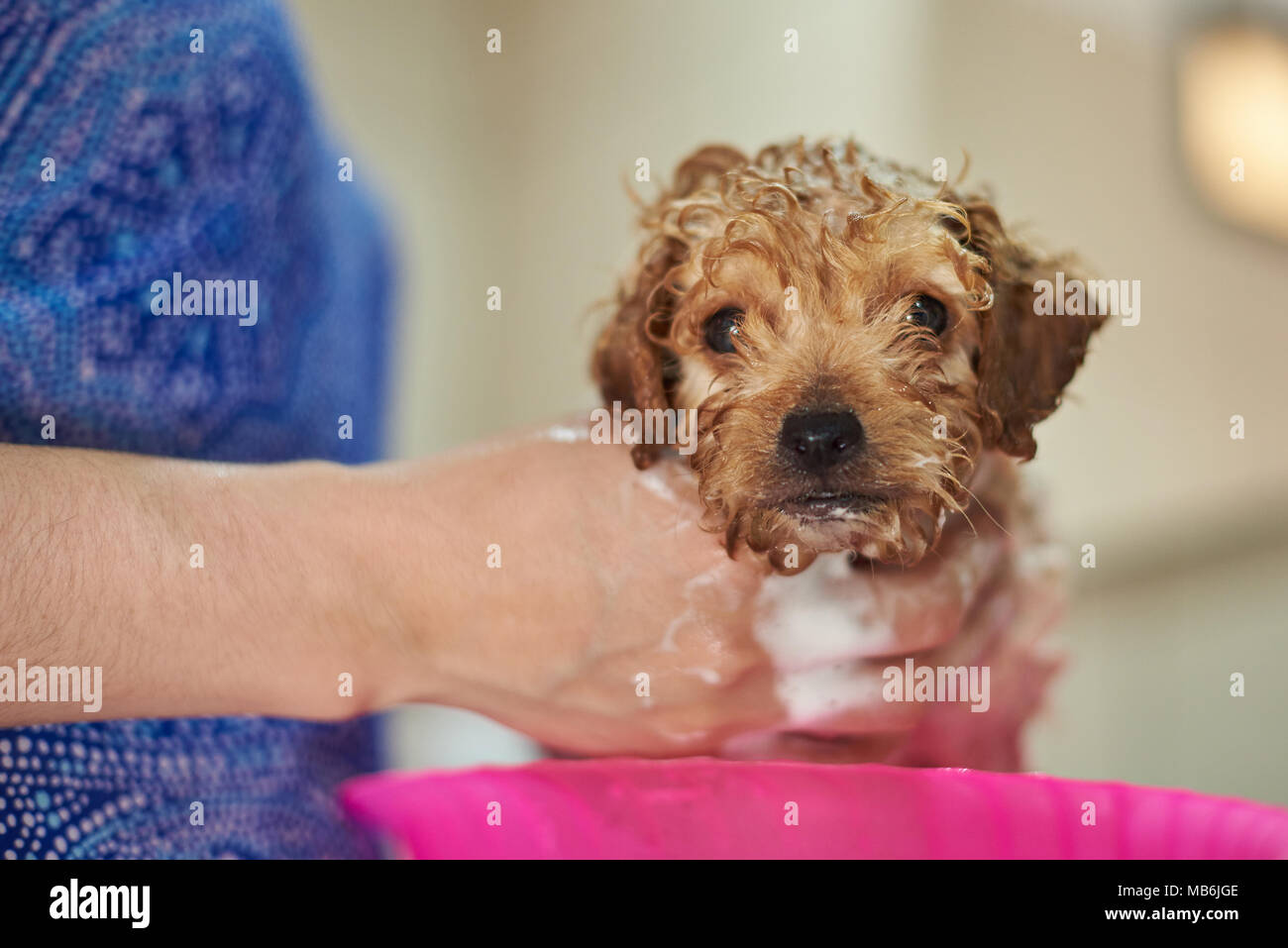 Close-up ritratto di grazioso cucciolo prendere doccia Foto Stock