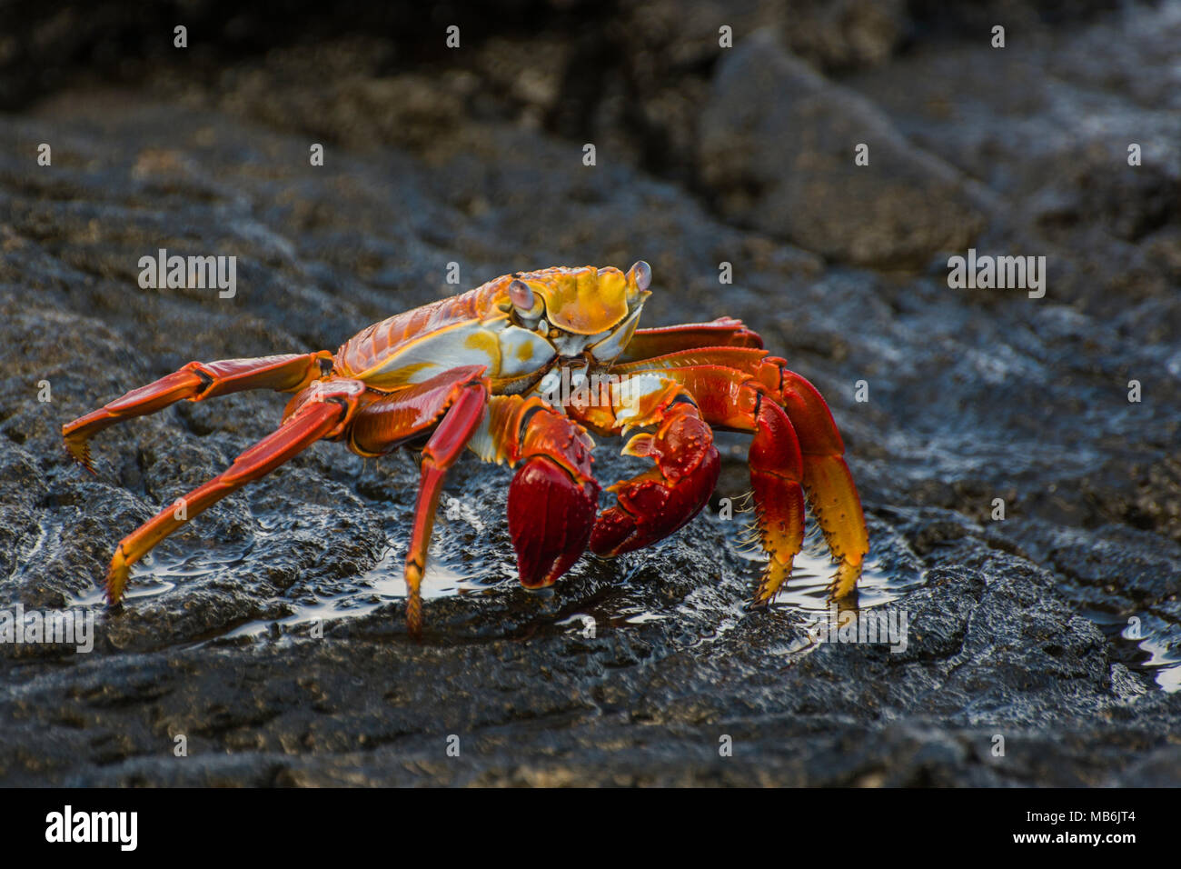 A sally lightfoot crab dalle isole Galapagos, questi granchi carismatico sono una presenza costante sulle coste rocciose delle isole Galapagos. Foto Stock