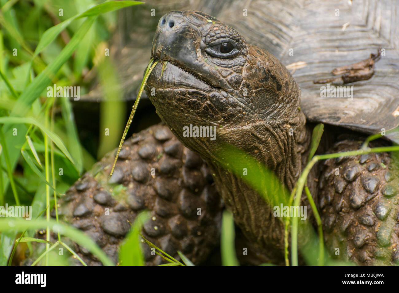 Un galapagos tartaruga gigante (Chelonoidis nigra) munching su erba, questi rettili raggiungono grandi dimensioni, un esempio di isola gigantismo. Foto Stock