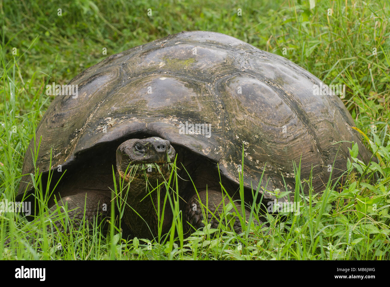 Un galapagos tartaruga gigante (Chelonoidis nigra) munching su erba, questi rettili raggiungono grandi dimensioni, un esempio di isola gigantismo. Foto Stock