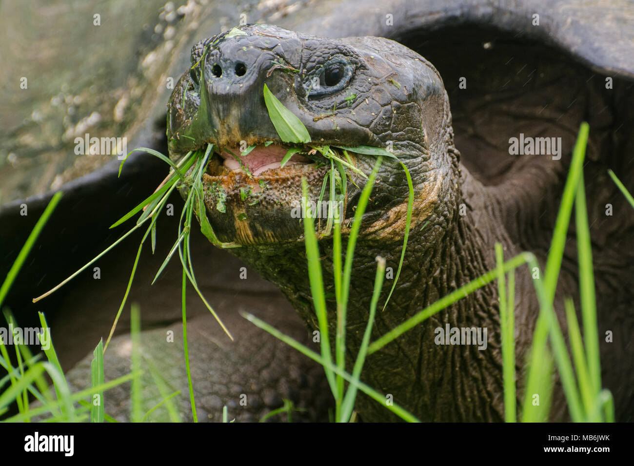 Un galapagos tartaruga gigante (Chelonoidis nigra) munching su erba, questi rettili raggiungono grandi dimensioni, un esempio di isola gigantismo. Foto Stock