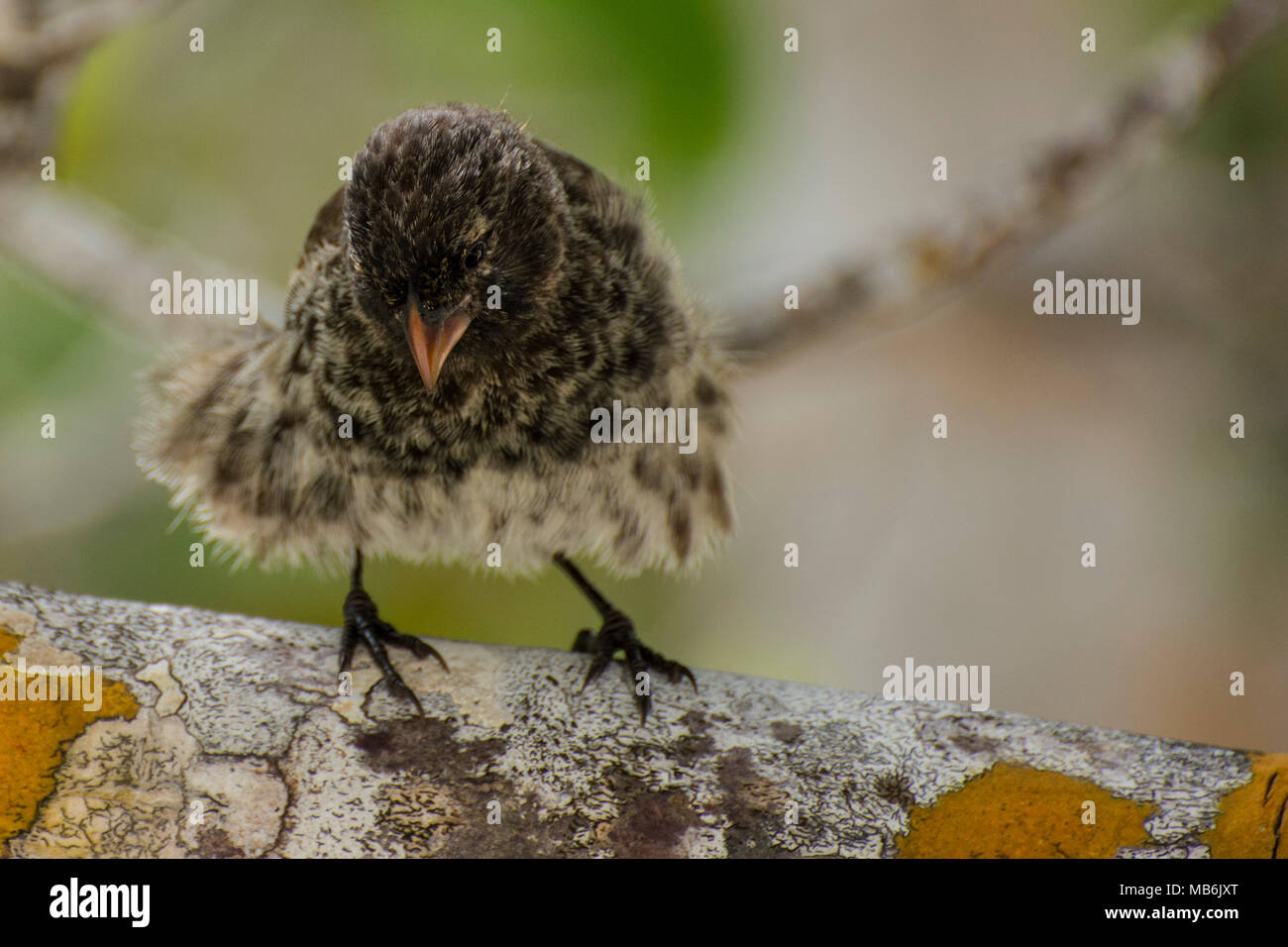 Una piccola massa finch (Geospiza fuliginosa) una specie endemica di le isole Galapagos e famoso come una delle specie di uccelli Darwin ha studiato. Foto Stock