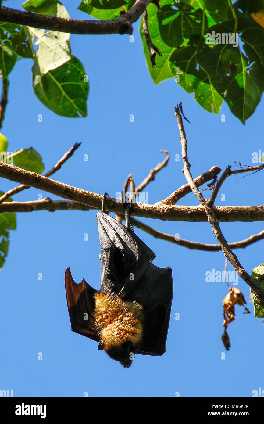 Frutto bat appeso a un albero a Taveuni Island, Isole Figi Foto Stock