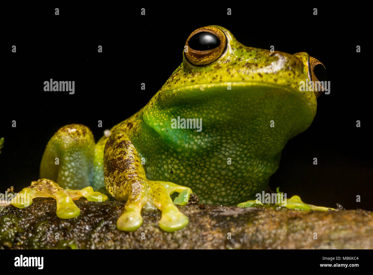 Un Palmar Treefrog (Hypsiboas pellucens) dalle Ande ecuadoriane, questa specie si trova anche in Colombia. Si tratta di una bella e sfuggente specie. Foto Stock