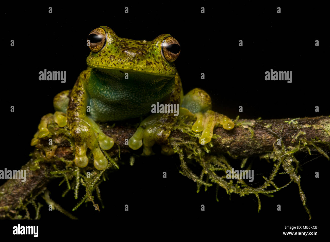 Un Palmar Treefrog (Hypsiboas pellucens) dalle Ande ecuadoriane, questa specie si trova anche in Colombia. Si tratta di una bella e sfuggente specie. Foto Stock