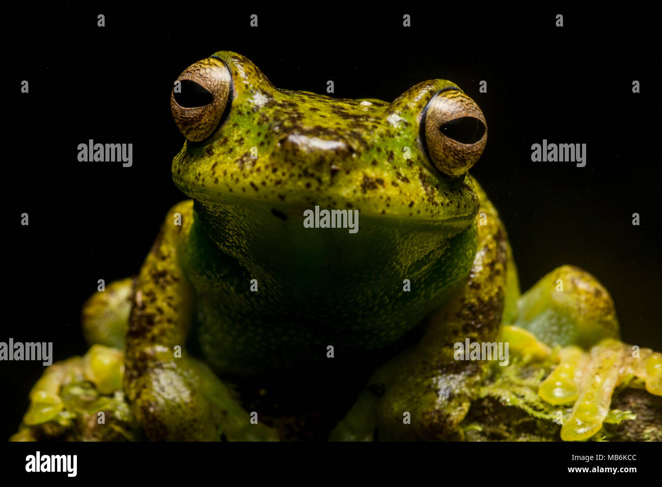 Un Palmar Treefrog (Hypsiboas pellucens) dalle Ande ecuadoriane, questa specie si trova anche in Colombia. Si tratta di una bella e sfuggente specie. Foto Stock