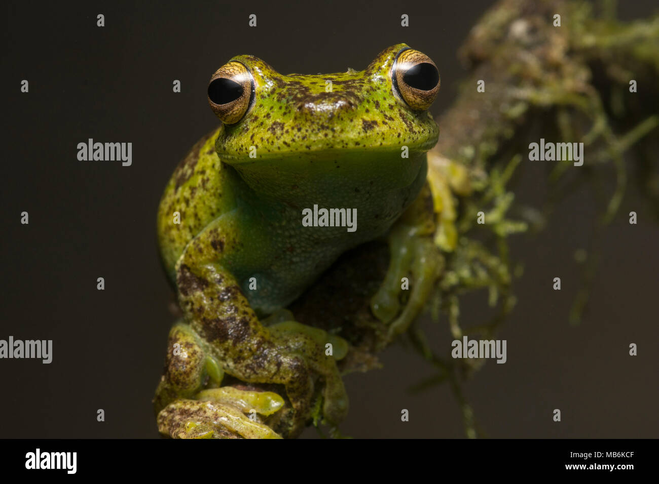 Un Palmar Treefrog (Hypsiboas pellucens) dalle Ande ecuadoriane, questa specie si trova anche in Colombia. Si tratta di una bella e sfuggente specie. Foto Stock