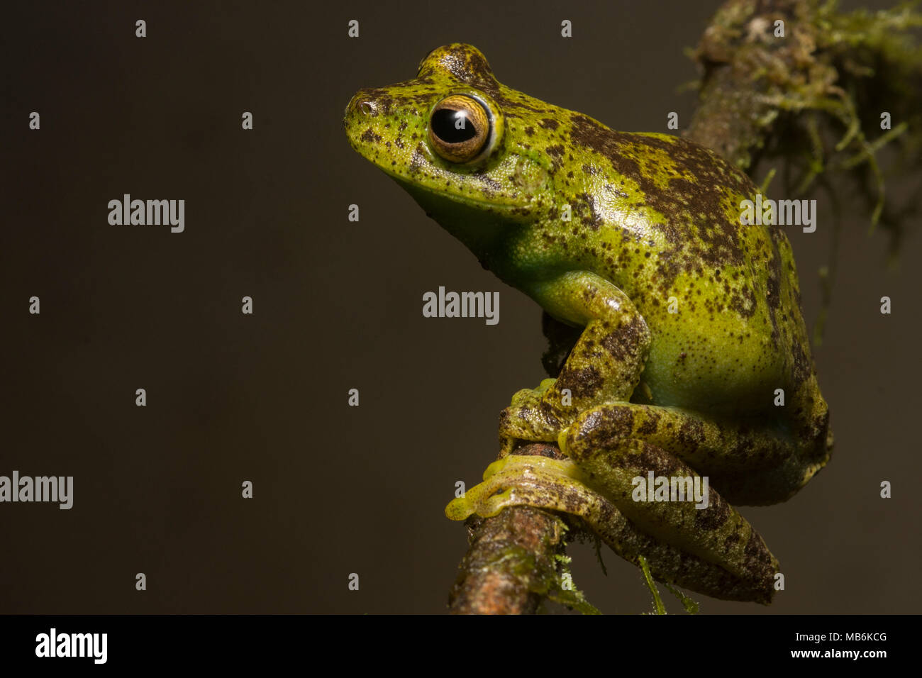 Un Palmar Treefrog (Hypsiboas pellucens) dalle Ande ecuadoriane, questa specie si trova anche in Colombia. Si tratta di una bella e sfuggente specie. Foto Stock