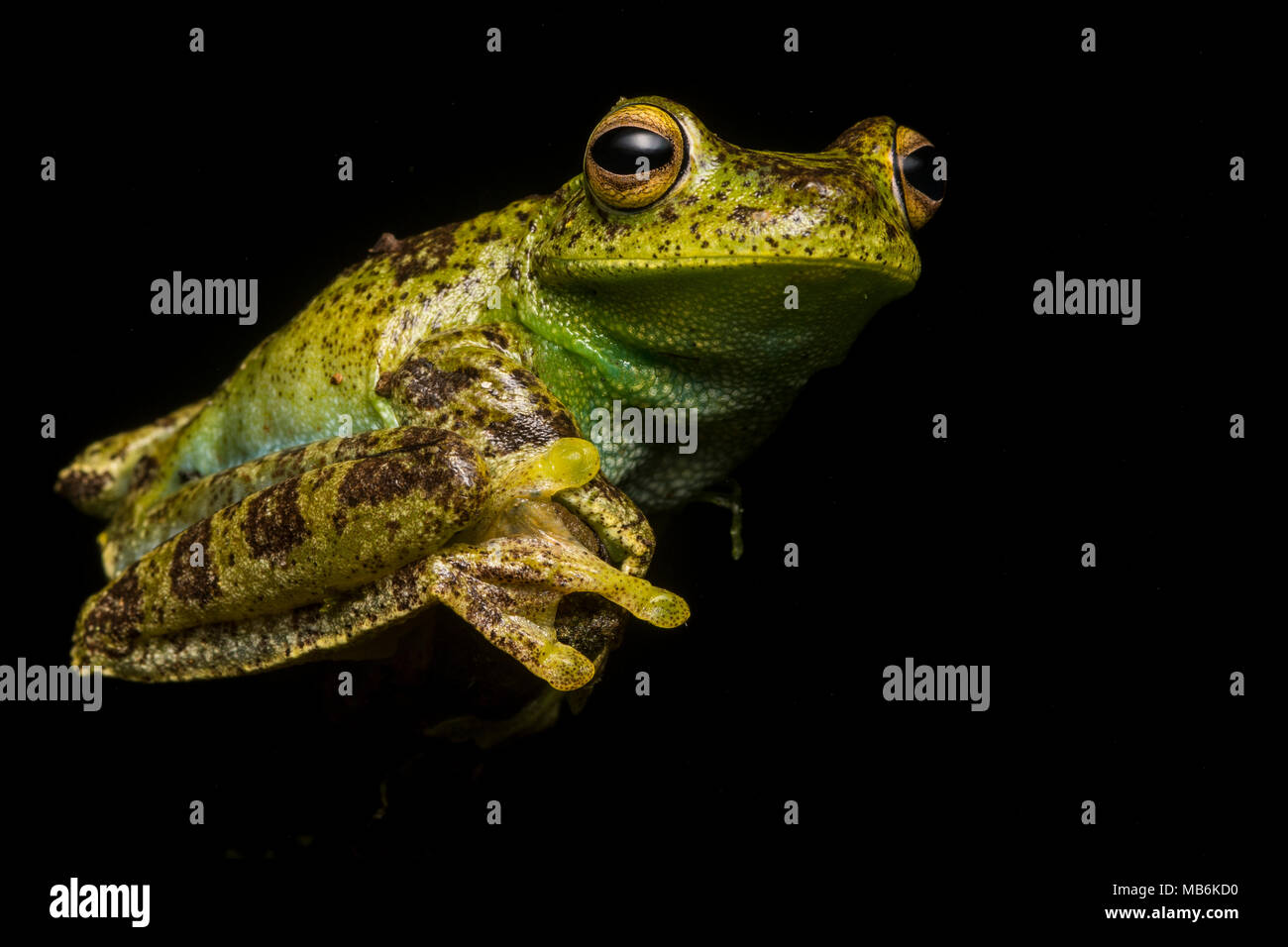 Un Palmar Treefrog (Hypsiboas pellucens) dalle Ande ecuadoriane, questa specie si trova anche in Colombia. Si tratta di una bella e sfuggente specie. Foto Stock