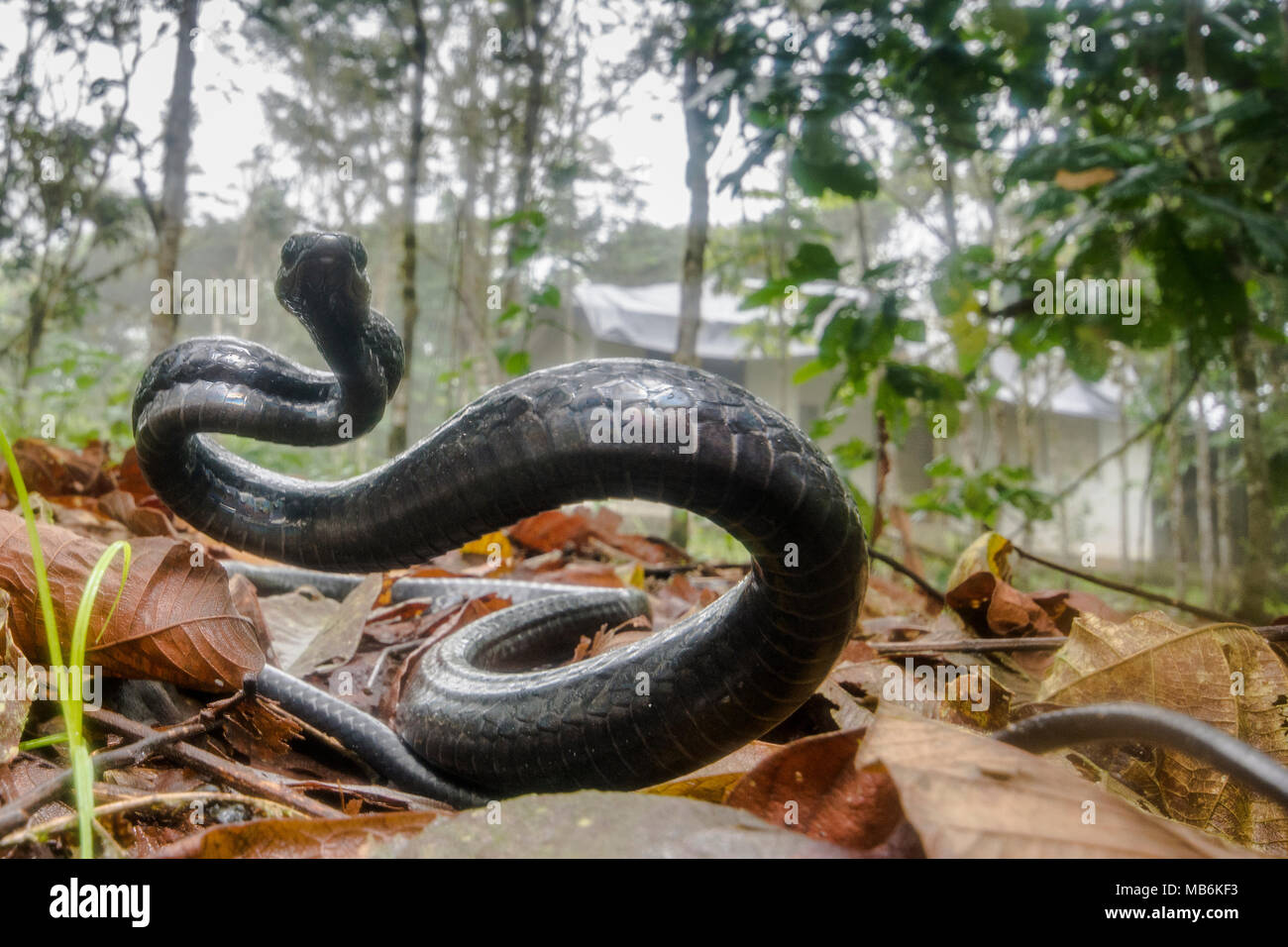 Arrabbiato Chonta snake (Chironius grandisquamus) mostra che è infelice con l'attenzione e di agire in modo aggressivo per spaventare il fotografo. Foto Stock