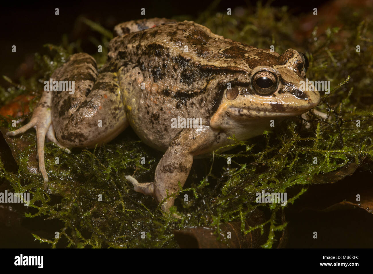 Una rana tropicale (Leptodactylus labrosus) nella famiglia Leptodactylidae, un raro frog trovato in parti di Ecuador e Perù. Foto Stock