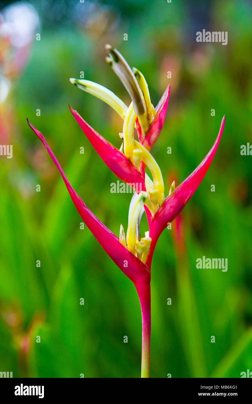 Un insolito fiore interessante. Natura esotica della Thailandia. Foto Stock