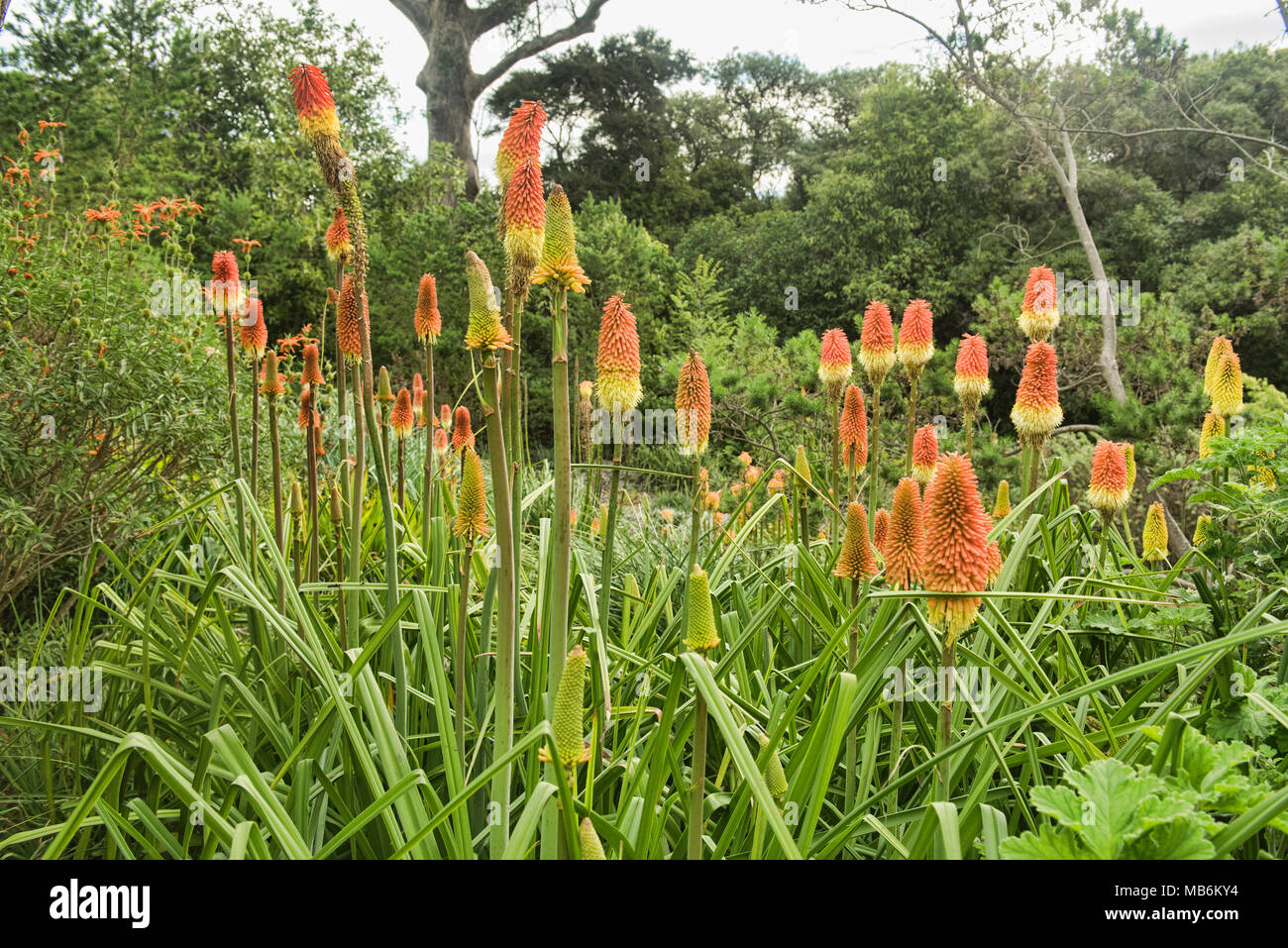 Savana colorati (Kniphofia caulescens) in Dunedin Botanic Gardens, Otago, Nuova Zelanda Foto Stock