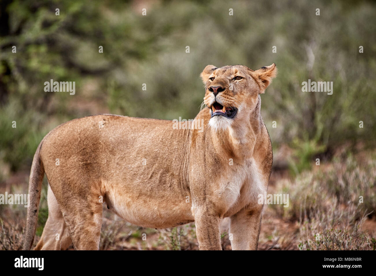 Leonessa, Panthera leo, il roaming attraverso il paesaggio del Kalahari, Kgalagadi Parco transfrontaliero, Sud Africa e Africa Foto Stock