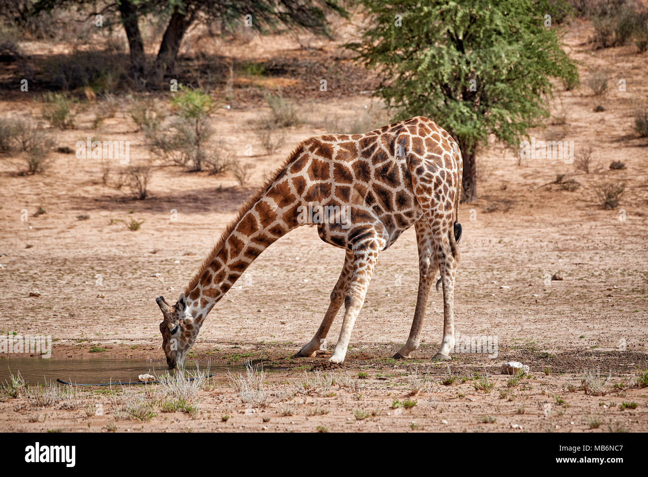 La giraffa [Giraffa camelopardalis] in Kgalagadi Parco transfrontaliero di bere a waterhole, Sud Africa e Africa Foto Stock