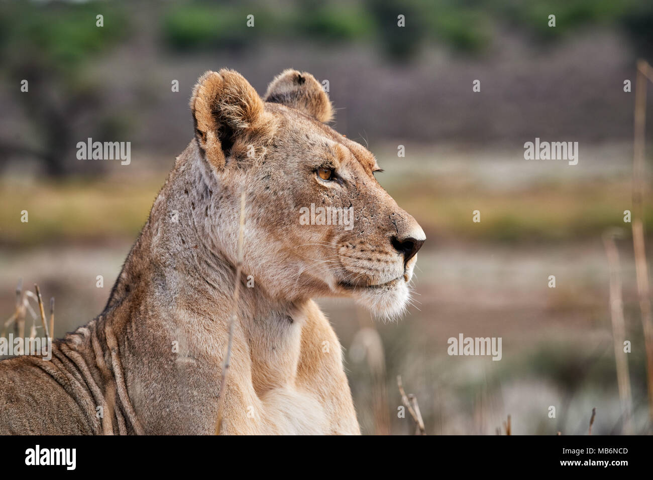 Ritratto di leonessa, Panthera leo, guardando l'area transfrontaliera Kgalagadi Park, Sud Africa e Africa Foto Stock