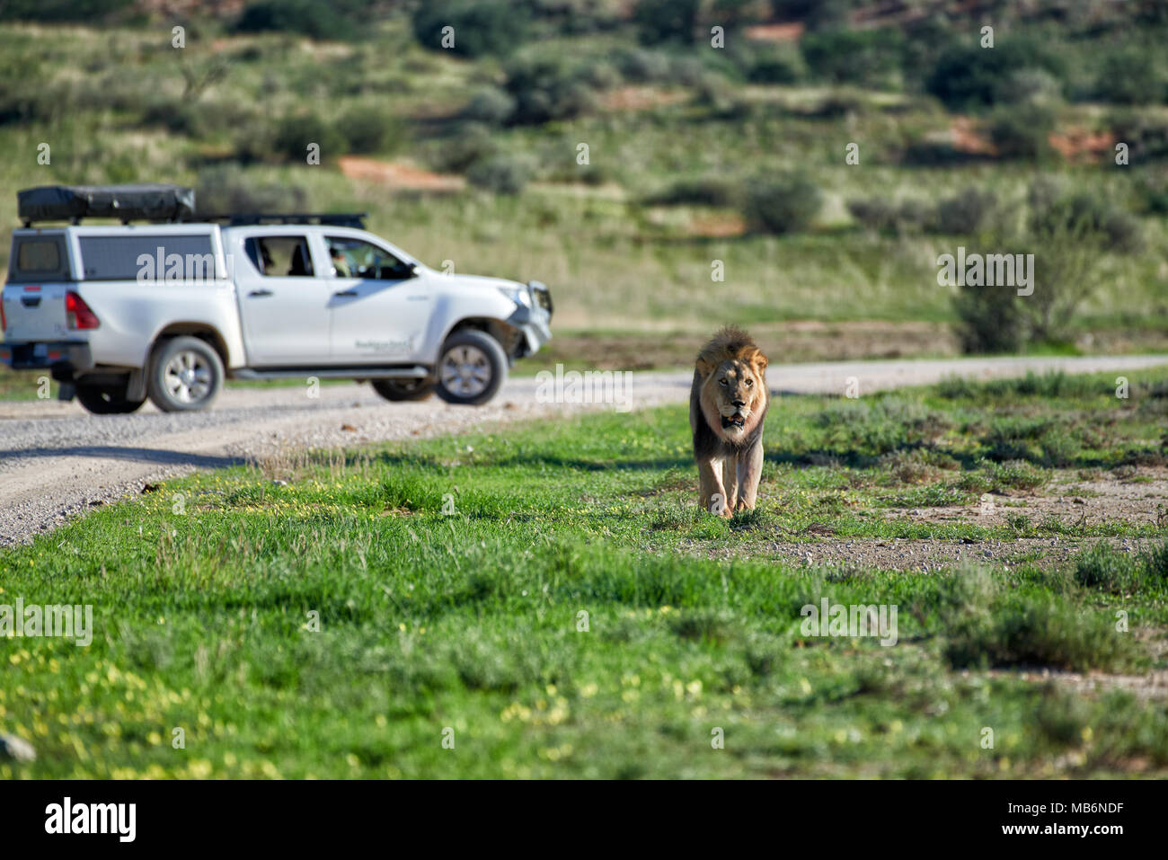 I turisti su un self drive viaggio guardando un maschio di leone patroling il suo territorio, Panthera leo, Kgalagadi Parco transfrontaliero, Sud Africa e Africa Foto Stock