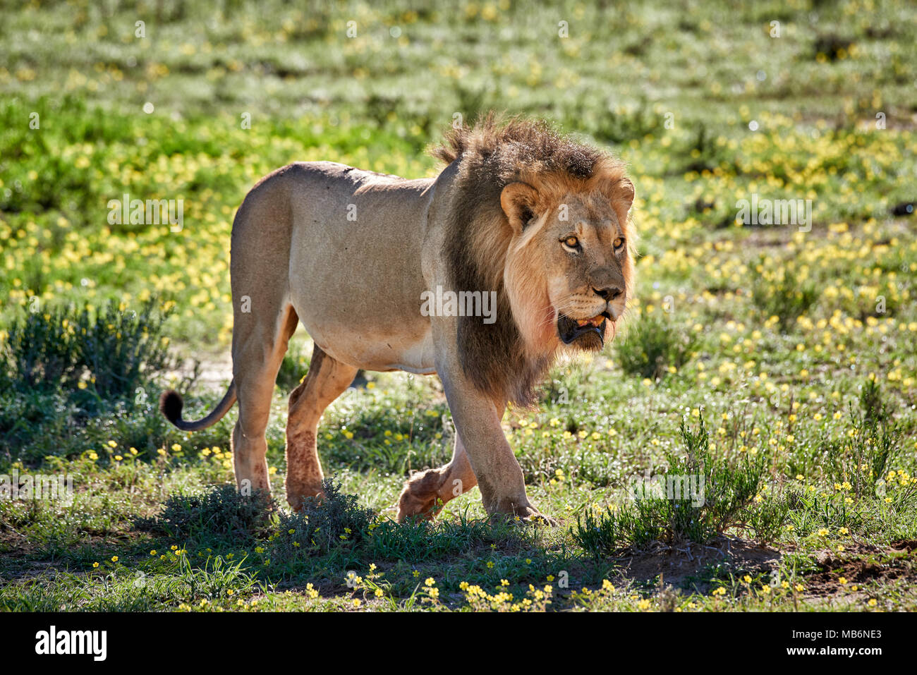 Maschio patroling lion del suo territorio, Panthera leo, Kgalagadi Parco transfrontaliero, Sud Africa e Africa Foto Stock