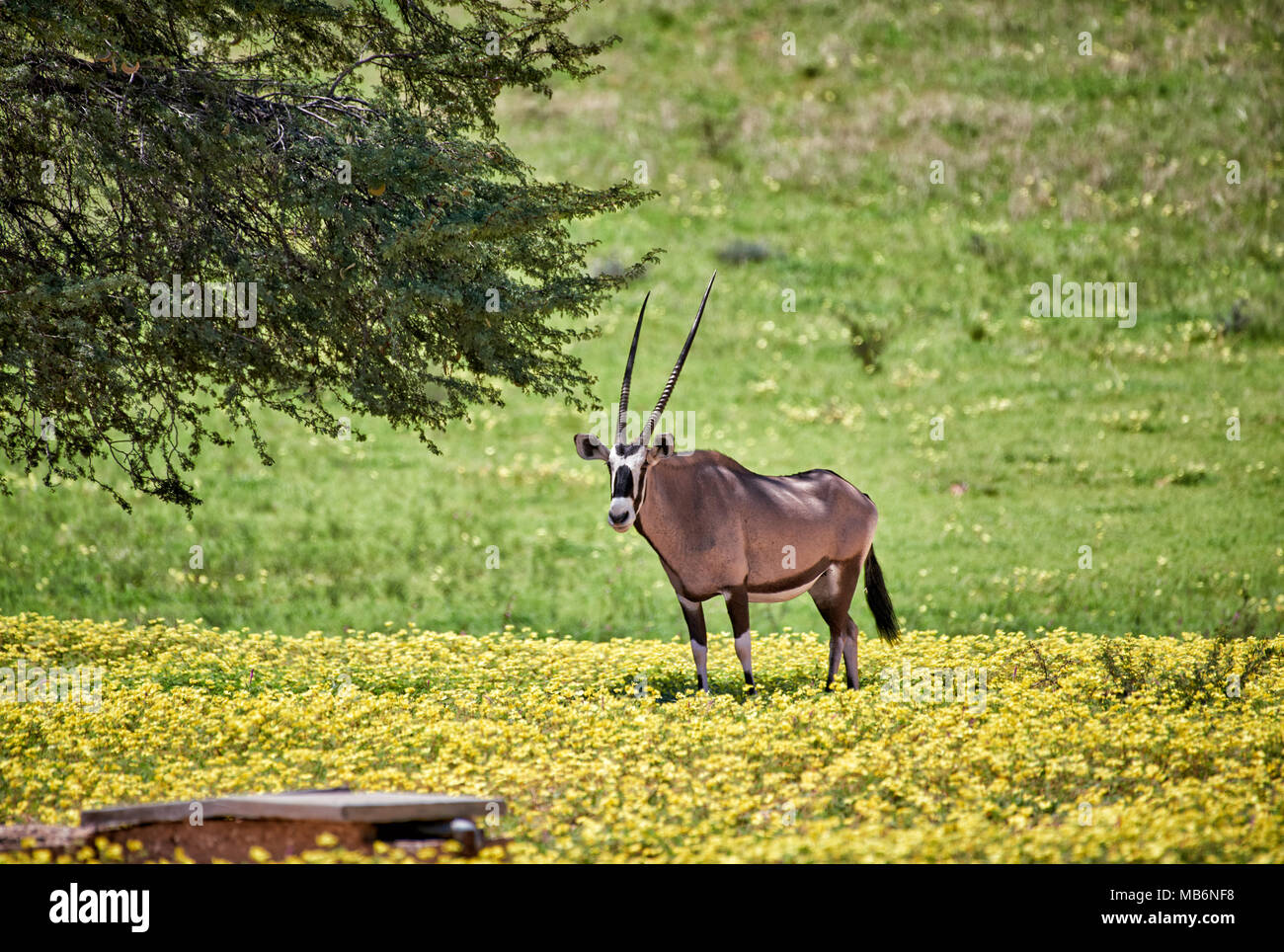 Oryx o Gemsbok (Oryx gazella) in Kgalagadi Parco transfrontaliero, Sud Africa e Africa Foto Stock