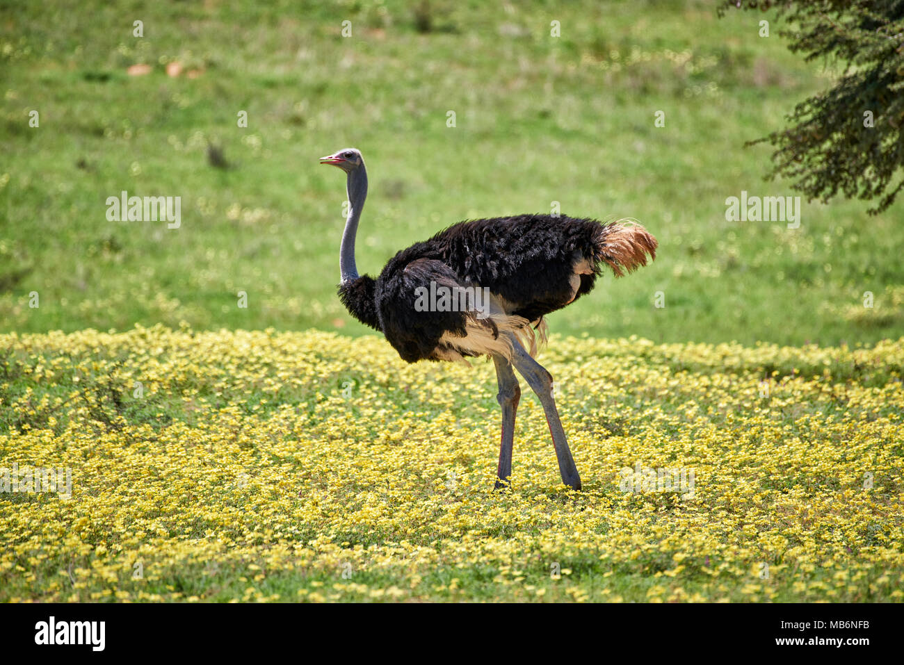 [Struzzo Struthio camelus] tra fiori gialli in Kgalagadi Parco transfrontaliero, Sud Africa e Africa Foto Stock