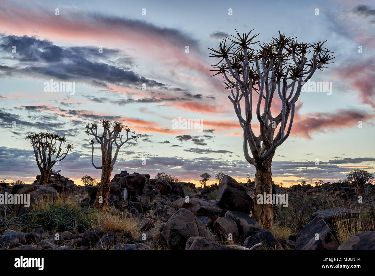 Sun impostata a Quiver tree forest, Aloe dichotoma, Azienda Agricola Garas, Mesosaurus Sito fossile, Keetmanshoop, Namibia, Africa Foto Stock