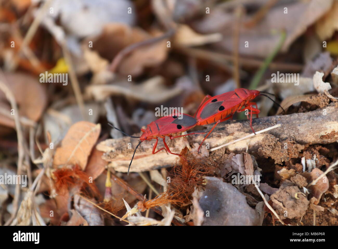 Il cotone Stainer Bugs (rosso, bug di accoppiamento), IIT Bombay Foto Stock