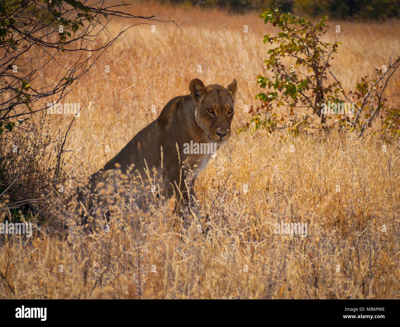 Leonessa nel Savuti National Park in Botswana, Africa Foto Stock