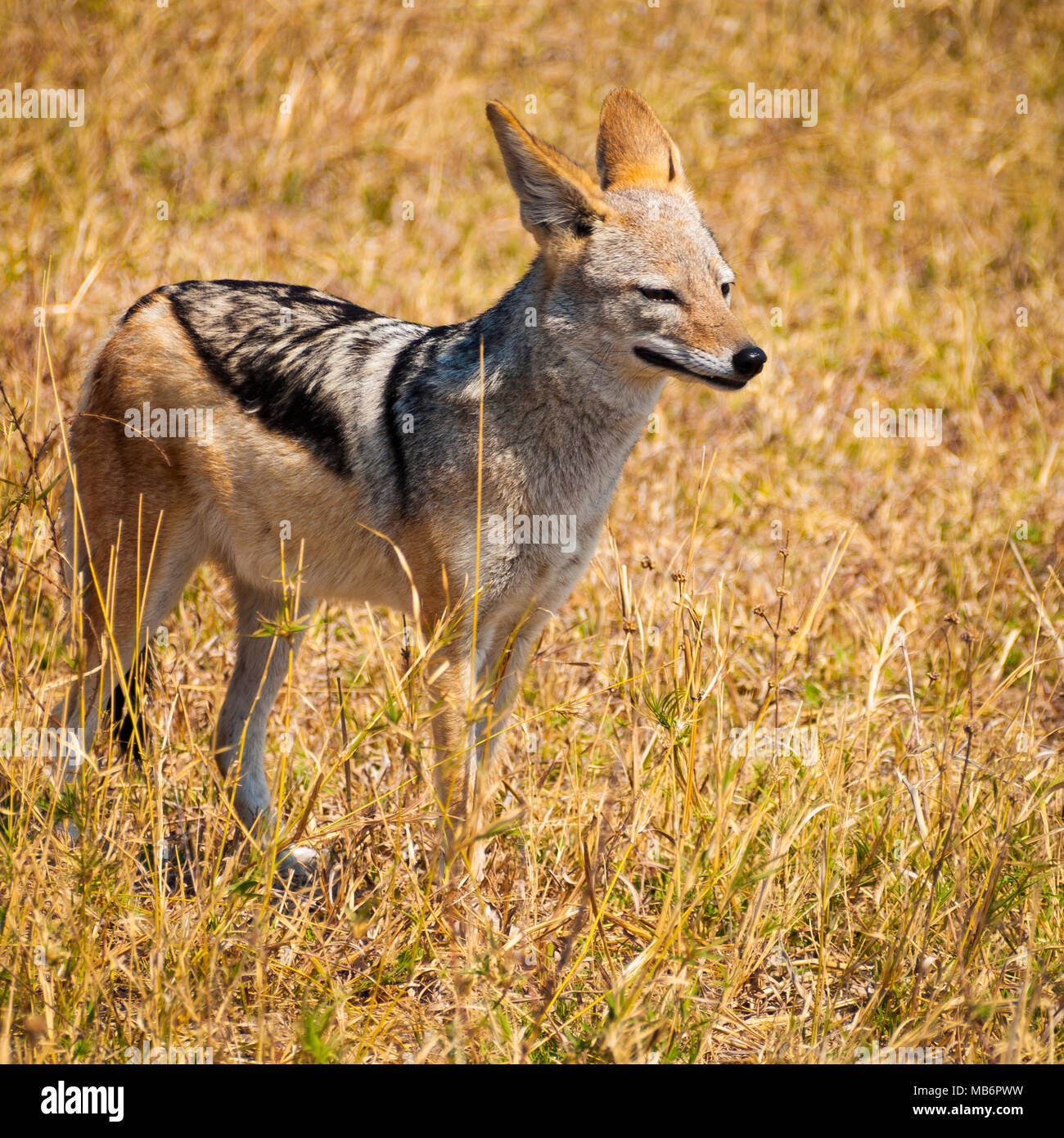 Jackal nel Savuti National Park in Botswana, Africa Foto Stock