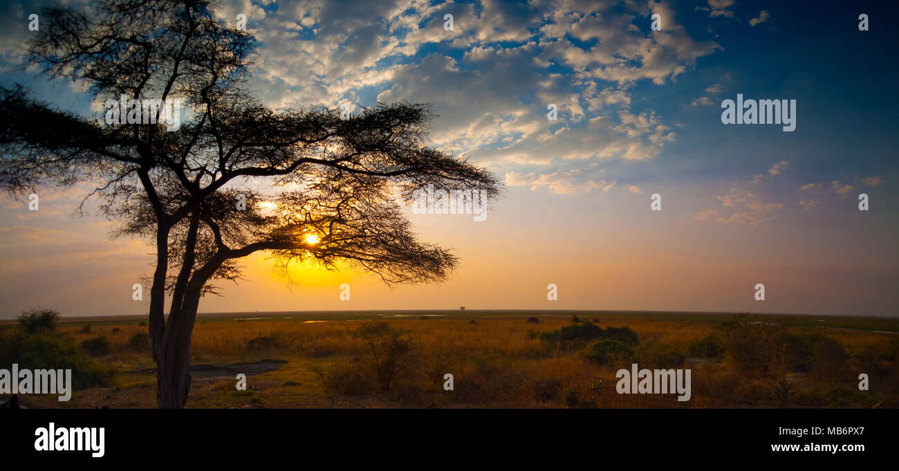 Il Parco Nazionale Chobe tra Botswana e Namibia al tramonto in Africa Foto Stock