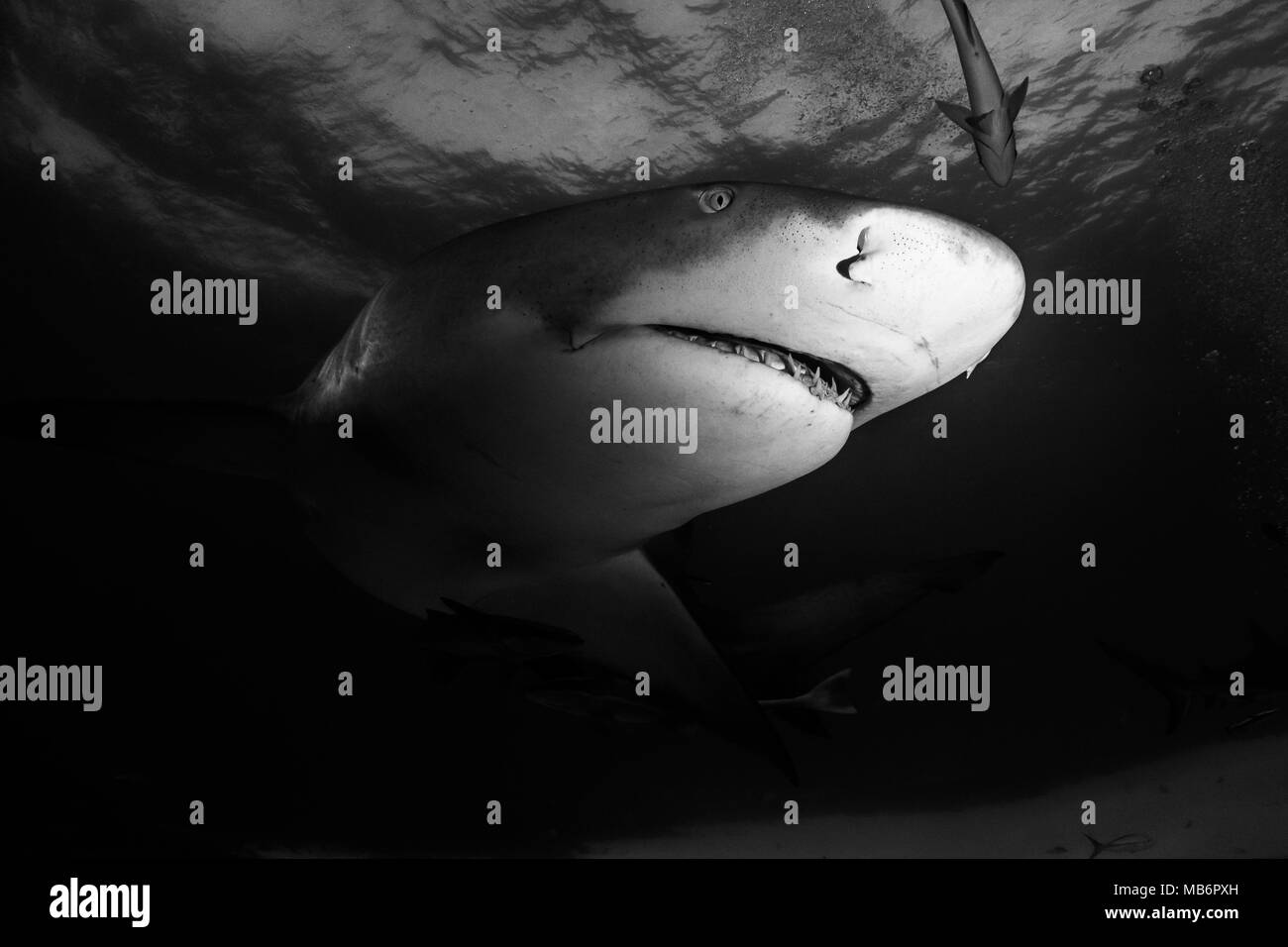 Lo squalo limone intorno alle Bahamas in Tiger Beach Foto Stock