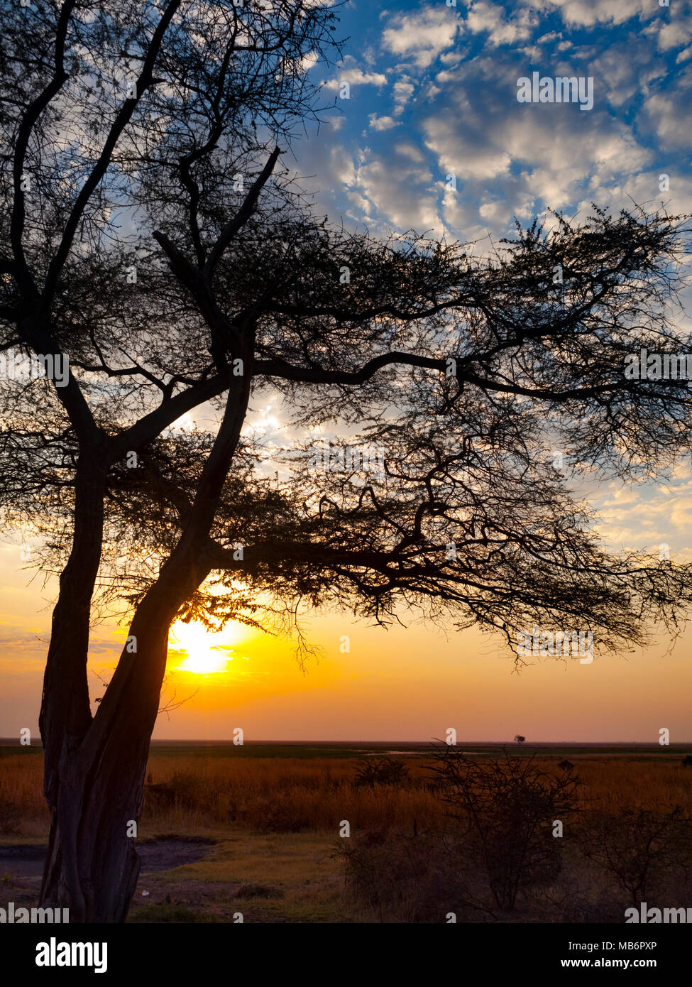 Il Parco Nazionale Chobe tra Botswana e Namibia al tramonto in Africa Foto Stock