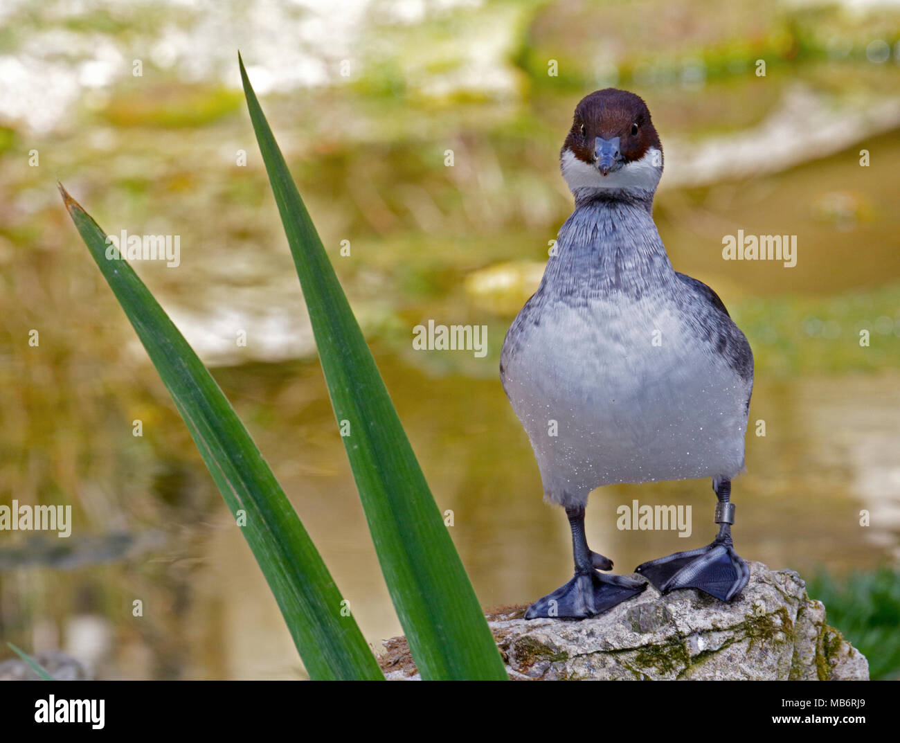 Smew (mergellus albellus) femmina, REGNO UNITO Foto Stock