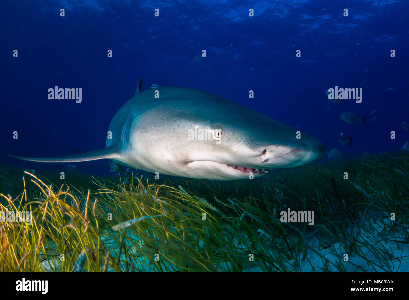 Lo squalo limone Bahamas Foto Stock