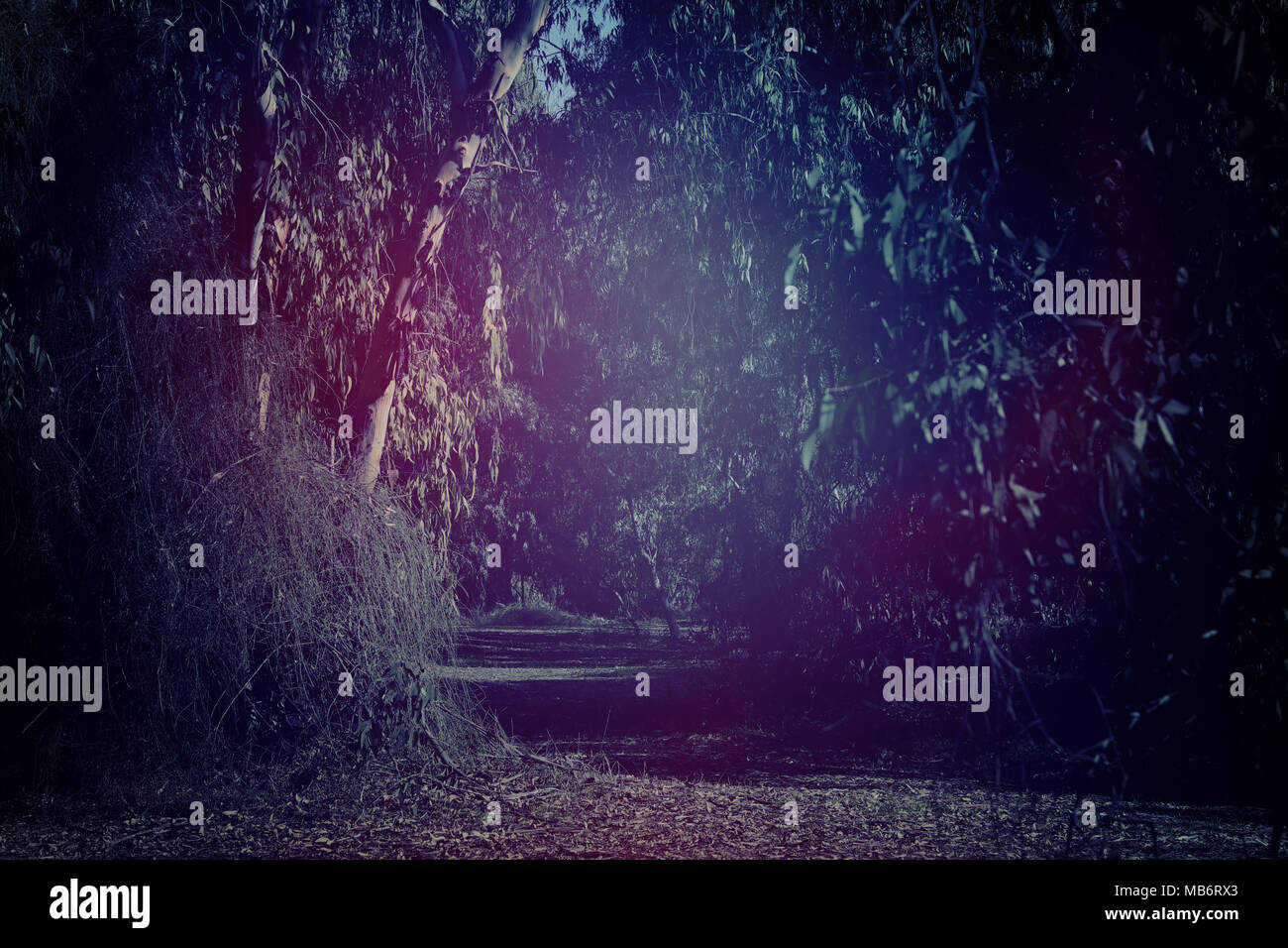 Misteriosa di sfondo scuro e haunted forest Foto Stock