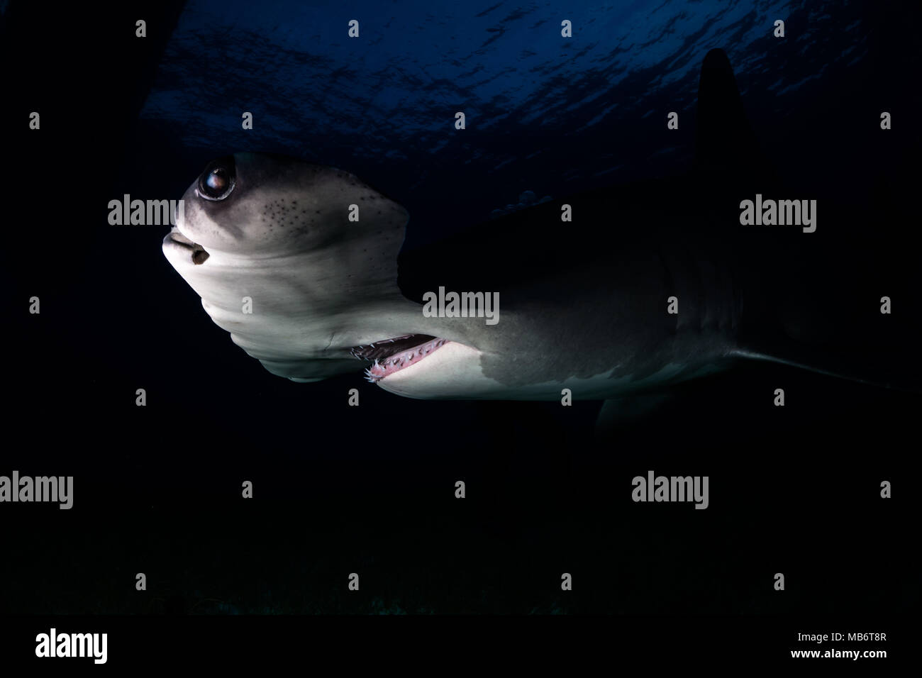 Grande squalo martello Bahamas Foto Stock