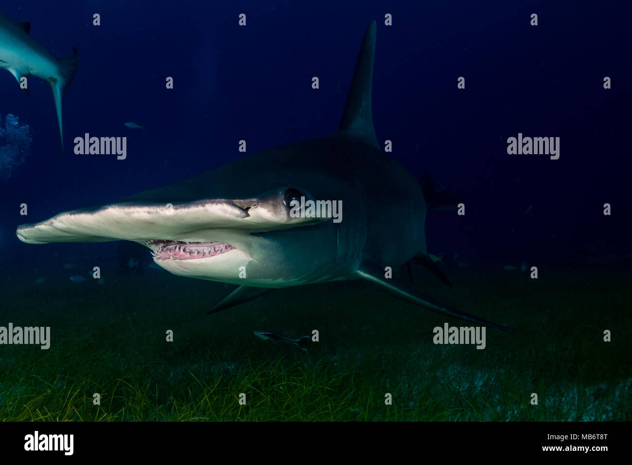 Grande squalo martello Bahamas Foto Stock
