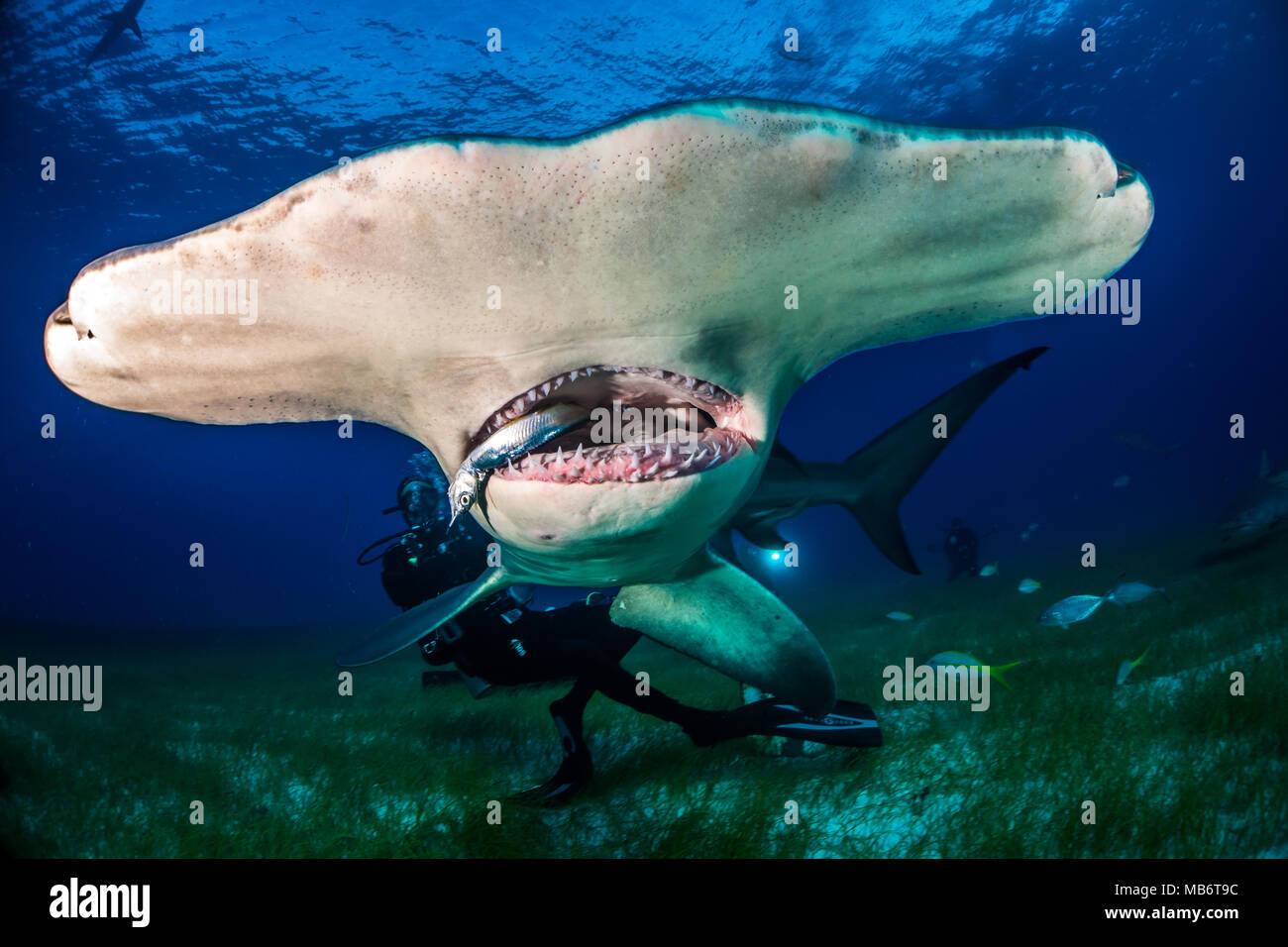 Grande squalo martello Bahamas Foto Stock
