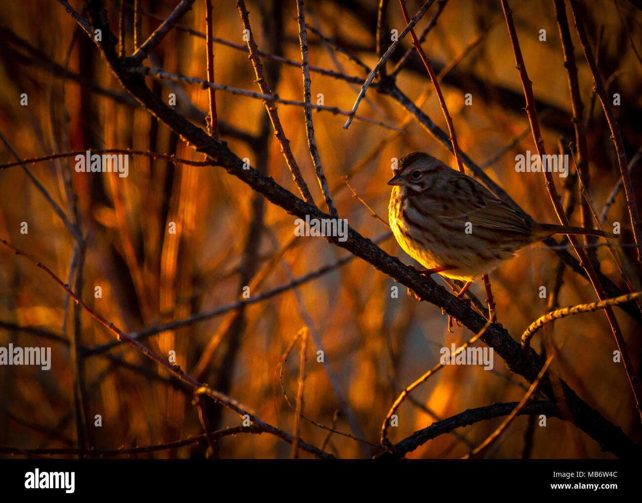 Pine lucherino a tarda sera la luce solare Foto Stock