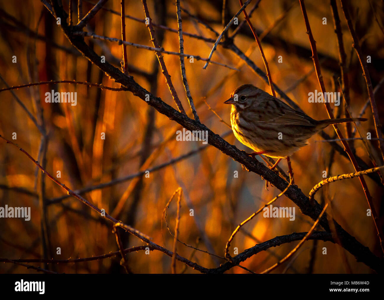 Pine lucherino a tarda sera la luce solare Foto Stock